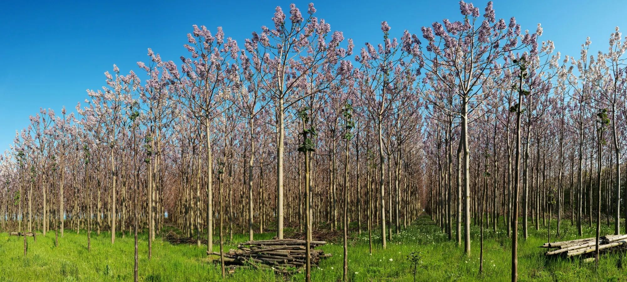 Bosque de madera de Pawlonia
